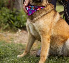 Jenni – Mischling, Weibchen, 2 Jahre, Nordic Strays e.V. – Foto 8