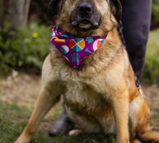 Jenni – Mischling, Weibchen, 2 Jahre, Nordic Strays e.V. – Foto 9