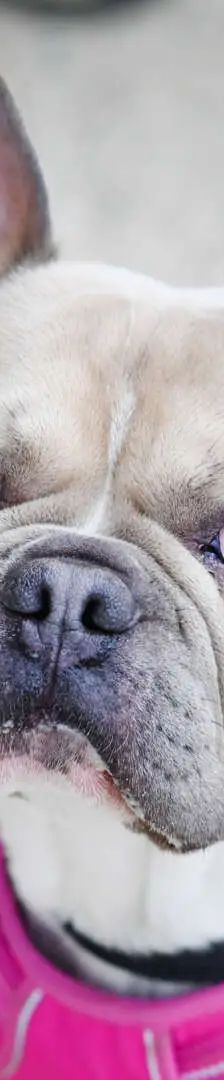 Eddy – French Bulldog, Männchen, 18 Monate, 13057 Berlin – Foto 1