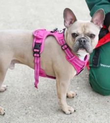 Eddy – French Bulldog, Männchen, 18 Monate, 13057 Berlin – Foto 2