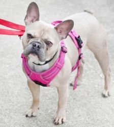 Eddy – French Bulldog, Männchen, 18 Monate, 13057 Berlin – Foto 3