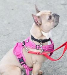 Eddy – French Bulldog, Männchen, 18 Monate, 13057 Berlin – Foto 4