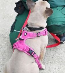 Eddy – French Bulldog, Männchen, 18 Monate, 13057 Berlin – Foto 5