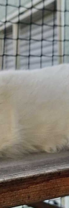 Hermine – EKH, Weibchen, 4 Monate, 82031 Grünwald – Foto 1