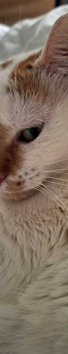 Hermine – EKH, Weibchen, 4 Monate, 82031 Grünwald – Foto 2