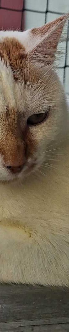 Hermine – EKH, Weibchen, 4 Monate, 82031 Grünwald – Foto 3