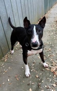 Amy – Miniatur Bullterrier, Weibchen, 7 Jahre, 70195 Stuttgart-Botnang – Foto 1