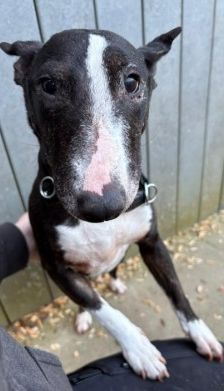Amy – Miniatur Bullterrier, Weibchen, 7 Jahre, 70195 Stuttgart-Botnang – Foto 2