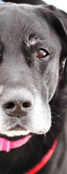 Isak – Labrador-Retriever, Männchen, 10 Jahre 11 Monate, 13057 Berlin – Foto 1