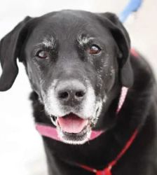 Isak – Labrador-Retriever, Männchen, 10 Jahre 11 Monate, 13057 Berlin – Foto 2