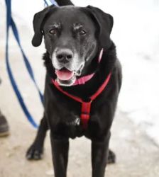 Isak – Labrador-Retriever, Männchen, 10 Jahre 11 Monate, 13057 Berlin – Foto 3