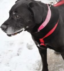 Isak – Labrador-Retriever, Männchen, 10 Jahre 11 Monate, 13057 Berlin – Foto 4