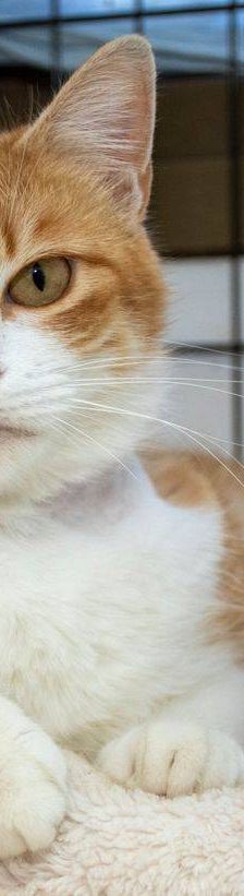 Trufita – EKH, Weibchen, 2 Jahre, 65520 Bad Camberg – Foto 12