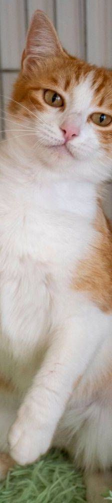 Trufita – EKH, Weibchen, 2 Jahre, 65520 Bad Camberg – Foto 19