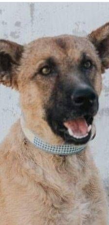 Franki – Canina-Mischling, Männchen, 3 Jahre 2 Monate, 65520 Bad Camberg – Foto 1