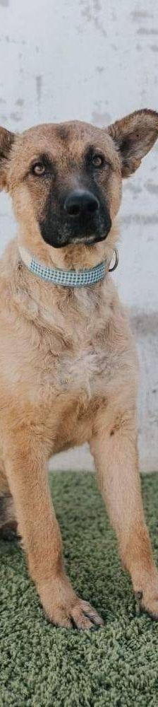 Franki – Canina-Mischling, Männchen, 3 Jahre 2 Monate, 65520 Bad Camberg – Foto 2