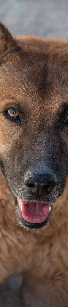 Franki – Canina-Mischling, Männchen, 3 Jahre 2 Monate, 65520 Bad Camberg – Foto 12