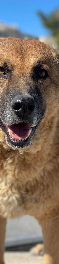 Franki – Canina-Mischling, Männchen, 3 Jahre 2 Monate, 65520 Bad Camberg – Foto 13
