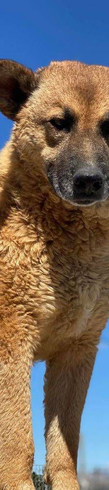 Franki – Canina-Mischling, Männchen, 3 Jahre 2 Monate, 65520 Bad Camberg – Foto 14