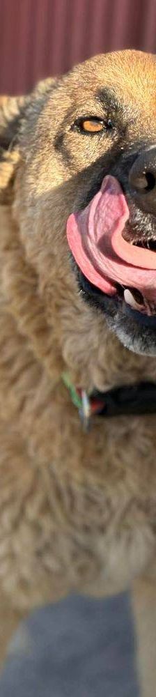 Franki – Canina-Mischling, Männchen, 3 Jahre 2 Monate, 65520 Bad Camberg – Foto 16