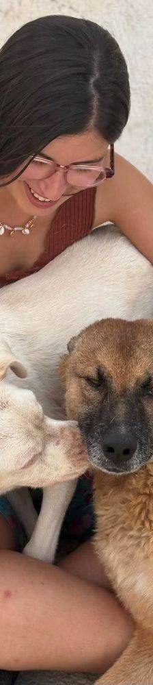 Franki – Canina-Mischling, Männchen, 3 Jahre 2 Monate, 65520 Bad Camberg – Foto 20