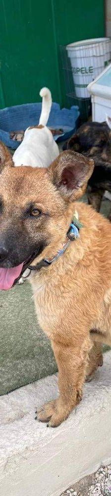 Franki – Canina-Mischling, Männchen, 3 Jahre 2 Monate, 65520 Bad Camberg – Foto 3