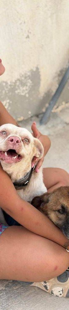Franki – Canina-Mischling, Männchen, 3 Jahre 2 Monate, 65520 Bad Camberg – Foto 22
