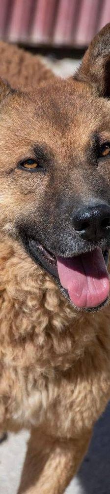Franki – Canina-Mischling, Männchen, 3 Jahre 2 Monate, 65520 Bad Camberg – Foto 23