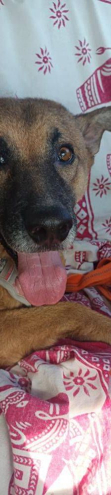 Franki – Canina-Mischling, Männchen, 3 Jahre 2 Monate, 65520 Bad Camberg – Foto 24