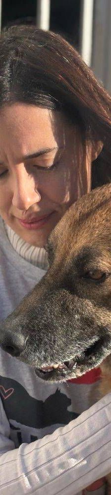 Franki – Canina-Mischling, Männchen, 3 Jahre 2 Monate, 65520 Bad Camberg – Foto 26