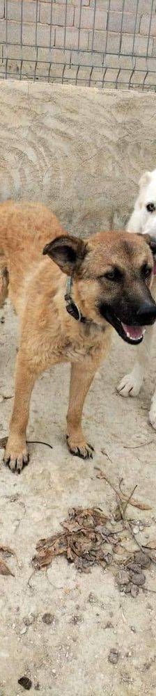 Franki – Canina-Mischling, Männchen, 3 Jahre 2 Monate, 65520 Bad Camberg – Foto 4