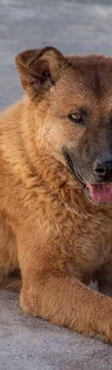 Franki – Canina-Mischling, Männchen, 3 Jahre 2 Monate, 65520 Bad Camberg – Foto 5