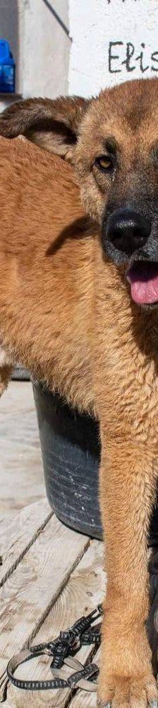 Franki – Canina-Mischling, Männchen, 3 Jahre 2 Monate, 65520 Bad Camberg – Foto 6