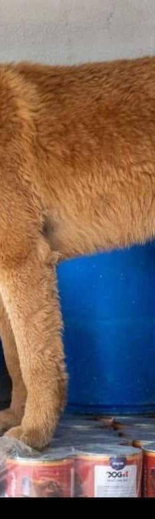 Franki – Canina-Mischling, Männchen, 3 Jahre 2 Monate, 65520 Bad Camberg – Foto 7