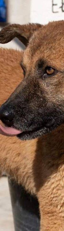 Franki – Canina-Mischling, Männchen, 3 Jahre 2 Monate, 65520 Bad Camberg – Foto 9