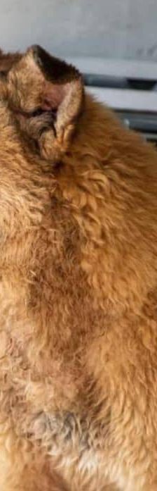 Franki – Canina-Mischling, Männchen, 3 Jahre 2 Monate, 65520 Bad Camberg – Foto 10