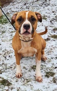 Kyra – Pitbull/ Am. Staff Mix, Weibchen, 2 Jahre, 70195 Stuttgart-Botnang – Foto 1
