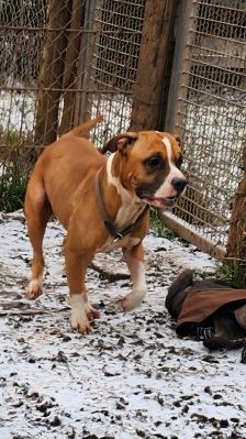 Kyra – Pitbull/ Am. Staff Mix, Weibchen, 2 Jahre, 70195 Stuttgart-Botnang – Foto 2
