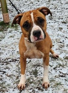 Kyra – Pitbull/ Am. Staff Mix, Weibchen, 2 Jahre, 70195 Stuttgart-Botnang – Foto 3