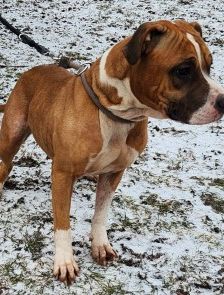 Kyra – Pitbull/ Am. Staff Mix, Weibchen, 2 Jahre, 70195 Stuttgart-Botnang – Foto 4