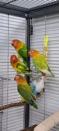 Mango, Apollon, Pandu, Mahonie & Plüsch Prumme – Pfirsichköpfchen, Unbekannt, Alter unbekannt, 26389 Wilhelmshaven – Foto 1