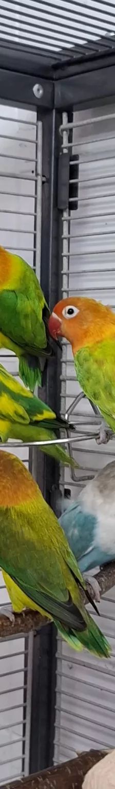 Mango, Apollon, Pandu, Mahonie & Plüsch Prumme – Pfirsichköpfchen, Unbekannt, Alter unbekannt, 26389 Wilhelmshaven – Foto 10