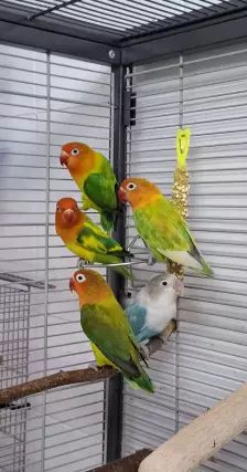 Mango, Apollon, Pandu, Mahonie & Plüsch Prumme – Pfirsichköpfchen, Unbekannt, Alter unbekannt, 26389 Wilhelmshaven – Foto 11