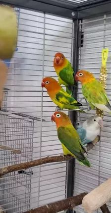 Mango, Apollon, Pandu, Mahonie & Plüsch Prumme – Pfirsichköpfchen, Unbekannt, Alter unbekannt, 26389 Wilhelmshaven – Foto 13