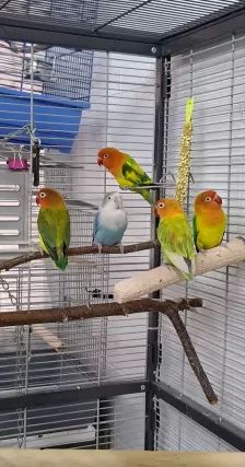 Mango, Apollon, Pandu, Mahonie & Plüsch Prumme – Pfirsichköpfchen, Unbekannt, Alter unbekannt, 26389 Wilhelmshaven – Foto 15