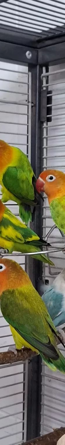 Mango, Apollon, Pandu, Mahonie & Plüsch Prumme – Pfirsichköpfchen, Unbekannt, Alter unbekannt, 26389 Wilhelmshaven – Foto 16