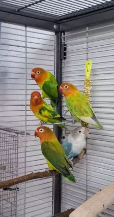 Mango, Apollon, Pandu, Mahonie & Plüsch Prumme – Pfirsichköpfchen, Unbekannt, Alter unbekannt, 26389 Wilhelmshaven – Foto 17