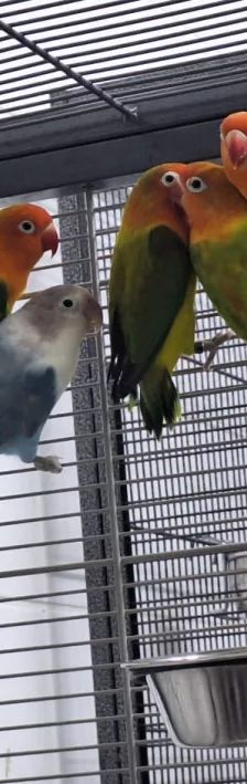 Mango, Apollon, Pandu, Mahonie & Plüsch Prumme – Pfirsichköpfchen, Unbekannt, Alter unbekannt, 26389 Wilhelmshaven – Foto 2