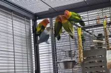 Mango, Apollon, Pandu, Mahonie & Plüsch Prumme – Pfirsichköpfchen, Unbekannt, Alter unbekannt, 26389 Wilhelmshaven – Foto 3