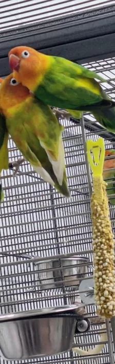 Mango, Apollon, Pandu, Mahonie & Plüsch Prumme – Pfirsichköpfchen, Unbekannt, Alter unbekannt, 26389 Wilhelmshaven – Foto 4